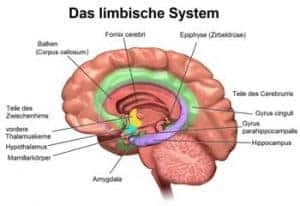 Limbisches System